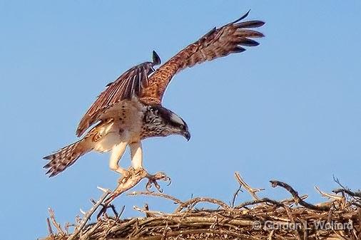 Bringing Home The Fish_24469.jpg - Osprey (Pandion haliaetus) photographed near Kilmarnock, Ontario, Canada.